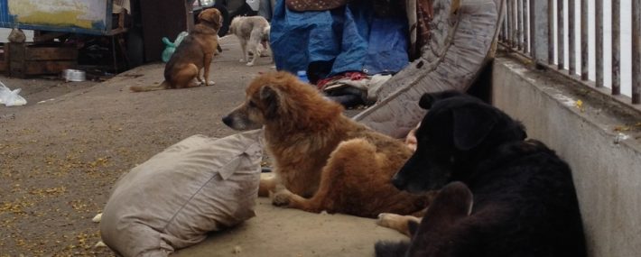 Cães cuidados por morador de rua, na Avenida Engenheiro George Corbisier, no Jabaquara.