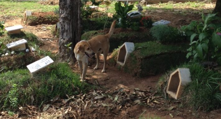 Animais circulam livremente por entre os túmulos do cemitério.