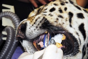 Onça pintada Vagalume recebe prótese dentária - Divulgação
