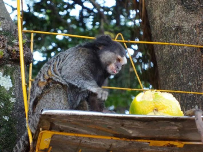 Sagui se alimenta de fruta Foto São Roque Notícias