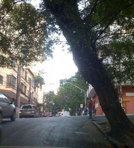 Árvore na esquina das ruas Pamplona e Alameda Jaú, Jardins