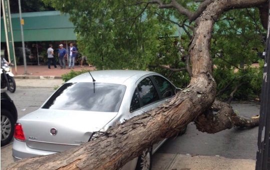 Árvore de cerca de 20 metros de altura caiu sobre o carro de Andrea Matarazzo (foto: Diego Zanchetta/Estadão)