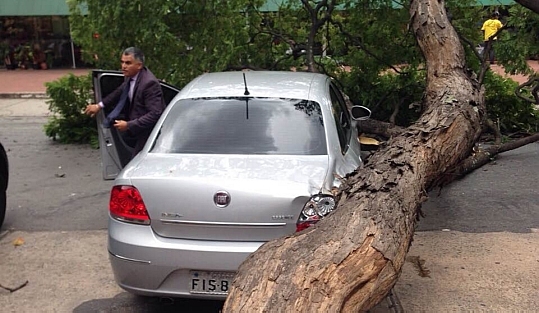O motorista de Matarazzo estava dentro do carro no momento em que a árvore caiu, mas não se feriu (foto: Diego Zanchetta/Estadão)