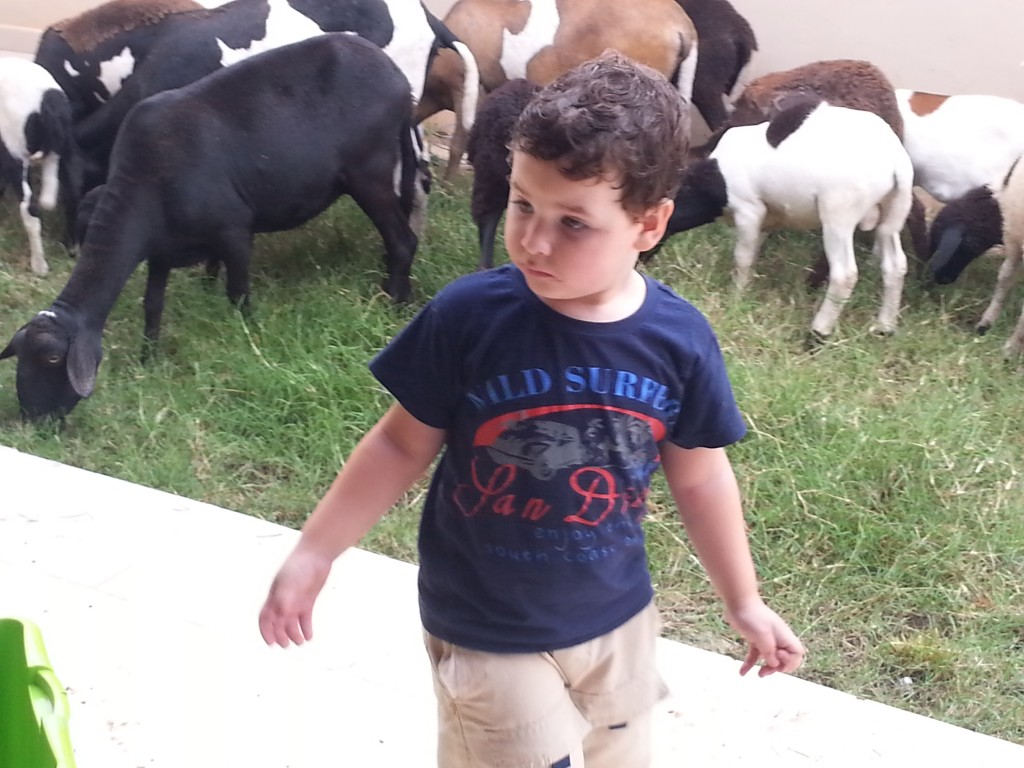Criança observa carneiros em quintal de Pereiras.