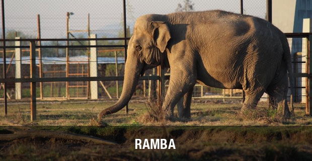 Ramba, uma das elefantas que irão para o santuário.